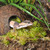 HABISTAT SPHAGNUM MOSS - Mosi í "rök"búr