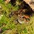 HABISTAT SPHAGNUM MOSS - Mosi í "rök"búr