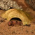 HABISTAT SANDSTONE REPTILE CAVE - Hellir úr Sandstein